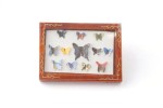 Miniaturowe motyle w ramie