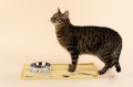 Miska dla zwierząt MUMINKI "Moomin Cats"          4700-155-07