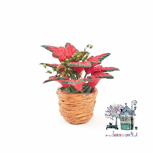 Kwiatek "Gwiazda Betlejemska" Z/SA/D1280