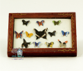 Motyle w ramie  Z/SA/D799